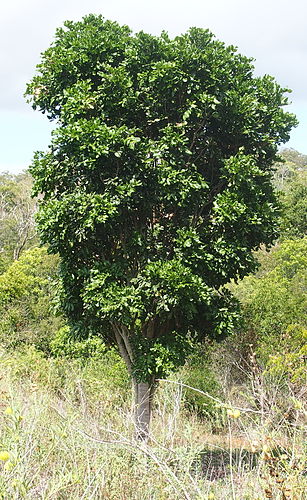 Cupaniopsis anacardioides